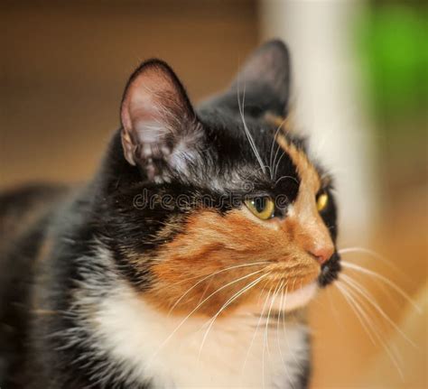 Tricolor Cat Stock Photo Image Of Feline Background 40091182