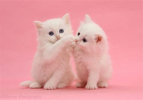 Two White Kittens On Pink Background Photo Cute Cat Drawing Cute