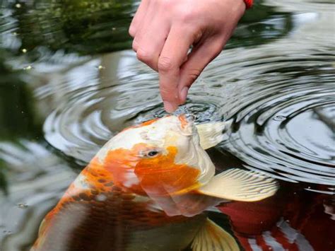 When Feeding Koi Fish Whats Best To Know About Their Diet