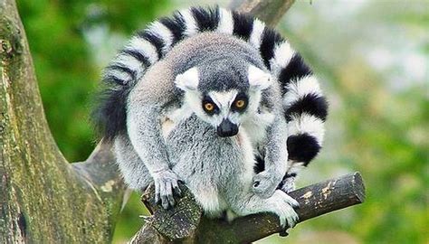 Lemur Life Cycle Animals Momme