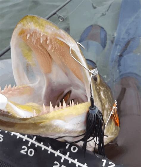 Yes, check out recipes here. Everything on Muskie Teeth (With Facts and Pictures ...