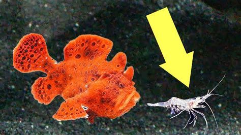 Super Red Frogfish Unboxing Very Rare First Feeding Youtube