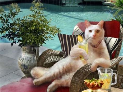 12 Cats On Vacation That Are Having A Better Time Than You Cat