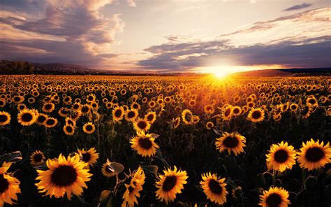 2880x1800 Sunflowers Field Sunrise 5k Macbook Pro Retina Hd 4k