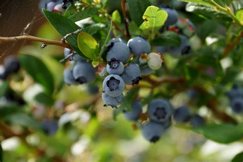 How Do You Grow Blueberries In A Pot Better Homes And Gardens