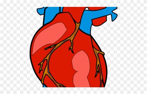Heart Organ Clipart 10 Free Cliparts Download Images On Clipground 2023