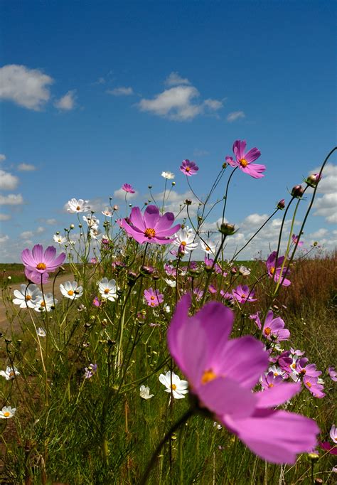 Cosmos Flowers In Bloom Are A Common Sight Along Roads In The Fr