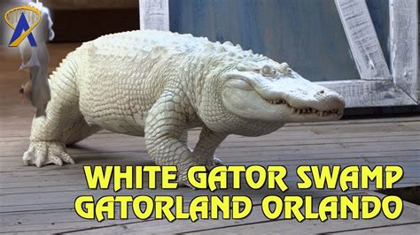 White Gator Swamp Opens At Gatorland Orlando Youtube