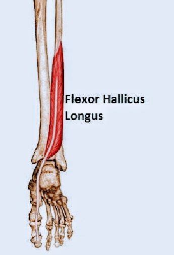 53 Flexor Hallucis Longus~27810548969030697421 Pt Master Guide