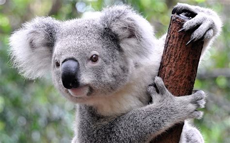 Koala Protection Failing In Queensland Green Left