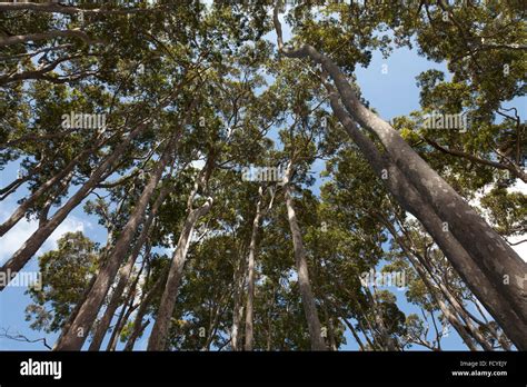 Eucalyptus Trees In New South Wales Australia Stock Photo Alamy