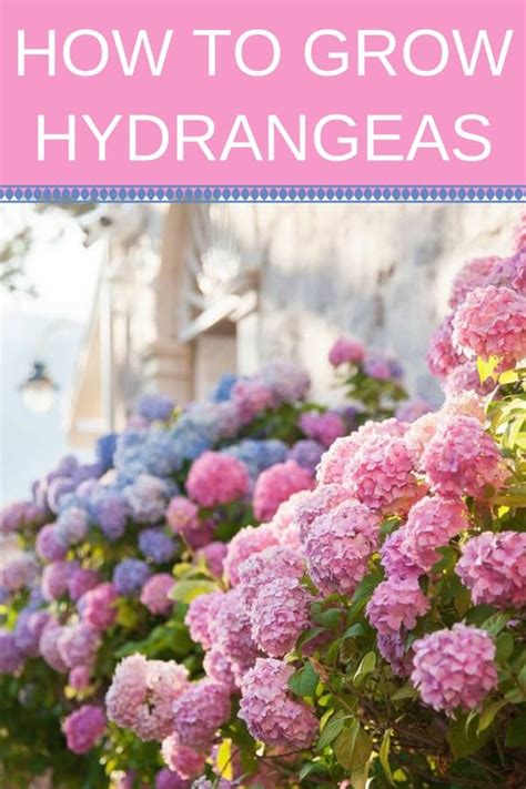 How To Care For Hydrangeas The Ultimate Guide To Stunning Hydrangea