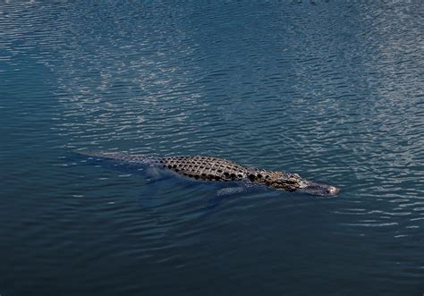 Florida Alligator Swimming In The Everglades Stockfreedom Premium