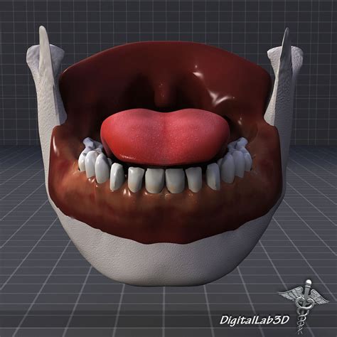 Tongue Throat And Teeth Collection 3d Model Cgtrader