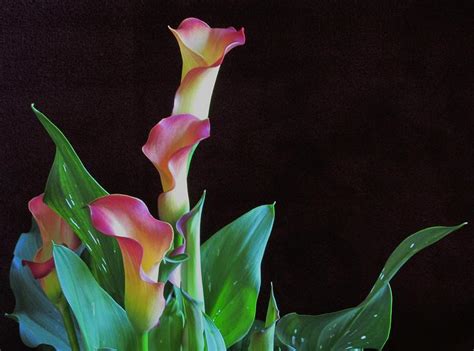 Calla Lilies 4 Photograph By Lynne Miller Fine Art America