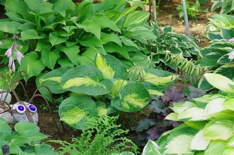 Photo Of The Entire Plant Of Hosta Alligator Alley Posted By Rose1656
