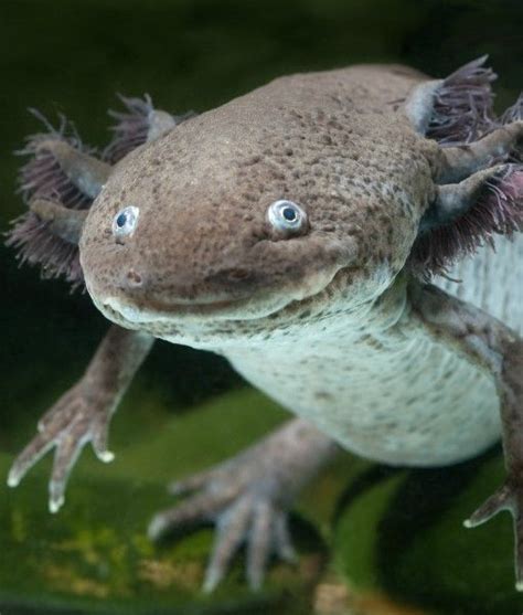 Before the axolotl was an endangered species, xochimilco natives would chow down on the salamanders. Axolotl. TheWildAnimalStore.com | Weird animals, Unique ...