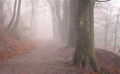 Forest Path Fog Wallpapers Wallpaper Cave