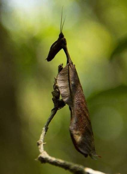 9 Of The Most Absurd Looking Mantis Species Species Animals Weird