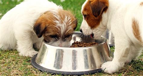 If you're unsure how to do it, ask your veterinarian for some tips on getting the puppy to nurse from a bottle or tube. How Much Do You Know About Feeding Your Dog?