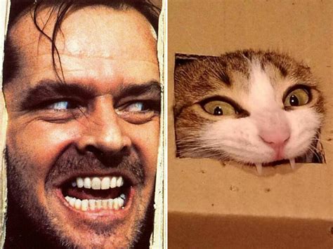 People Who Look Like Their Cats
