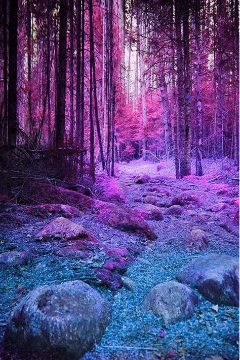 1479 Best Forest Scenery Images On Pinterest Forests Paisajes And