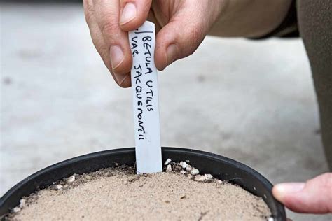 How To Grow Trees From Seed Bbc Gardeners World Magazine