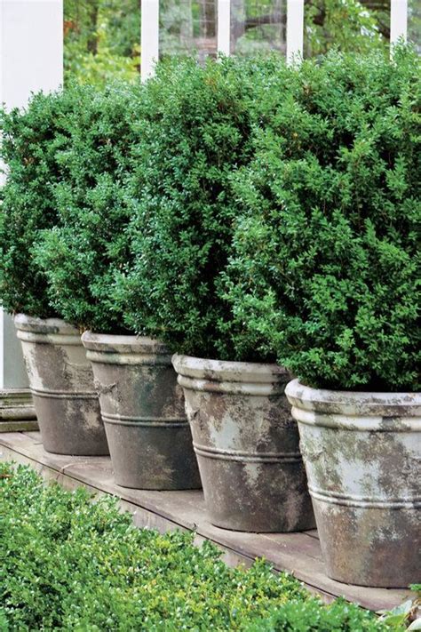 Count On These Handsome Shrubs To Fill Your Containers With Style More