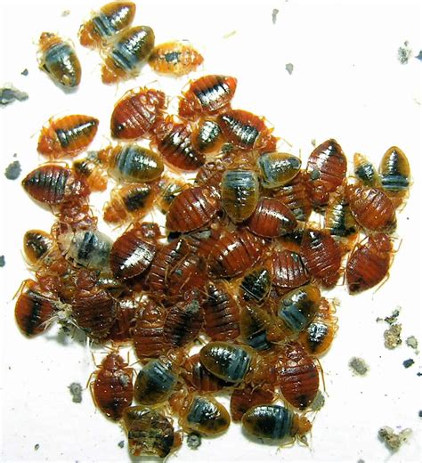 Investigate Bed Bugs Pointe Pest Control