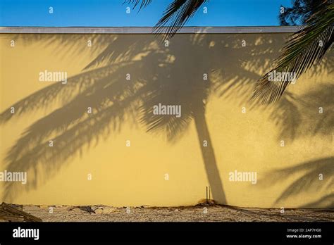 Early Morning Sun Casting Palm Tree Shadow On Wall Stock Photo Alamy