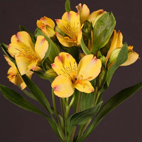 Alstroemeria Yellow Flower Collection Ecuador