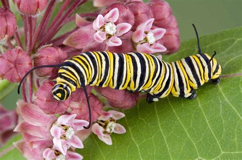 Do All Caterpillars Turn Into Butterflies 6 Types That Do And Dont