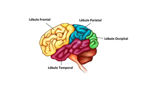 Los Hemisferios Cerebrales Y La Corteza Cerebral Saluteca
