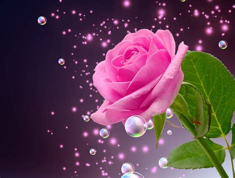 Rose Pink Wallpapers Top Free Rose Pink Backgrounds Wallpaperaccess