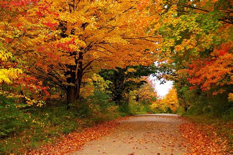 3840x2160px Free Download Hd Wallpaper Seasons Autumn Trees
