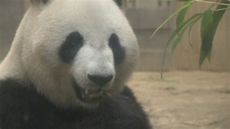Pregnant Panda Giant Panda In Japan Shows Signs Of A Possible