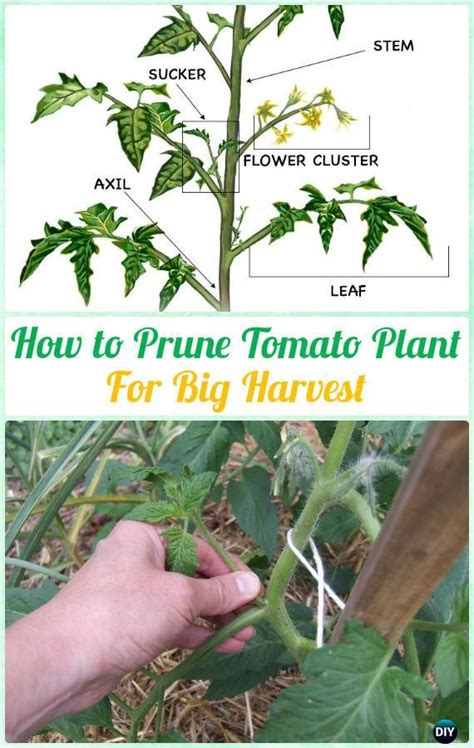How To Prune Tomato Plants For Harvest Various Instructions Gardening