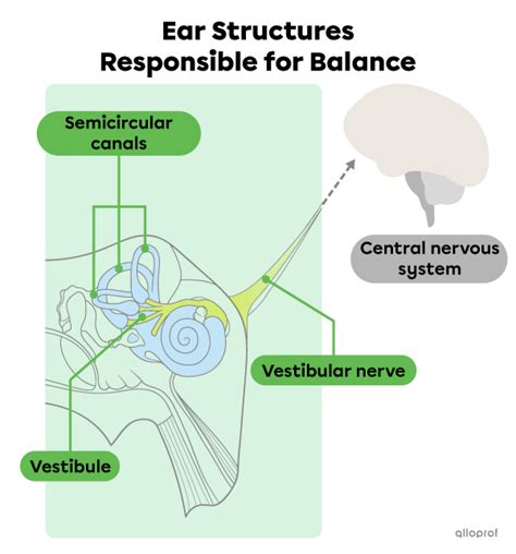Ears Hearing And Balance Secondaire Alloprof