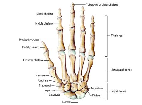 6 Bones Of Hand And Wrist 37 Download Scientific Diagram