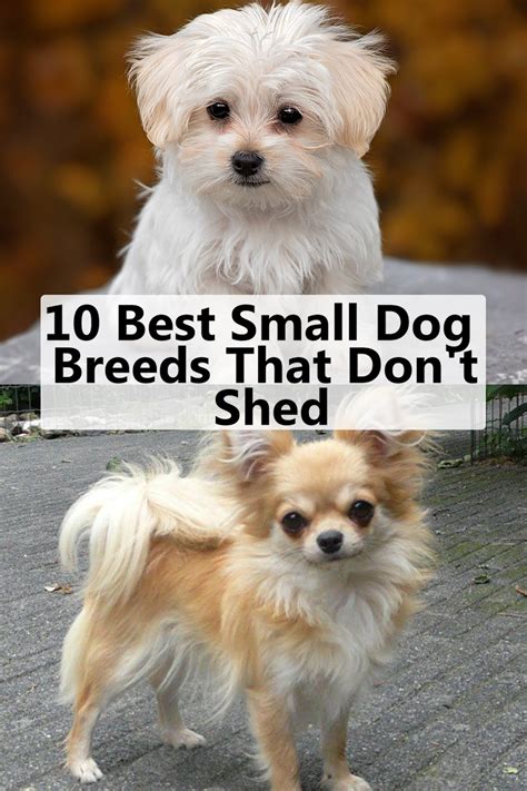10 Best Small Dog Breeds That Dont Shed Best Small Dogs Best Small