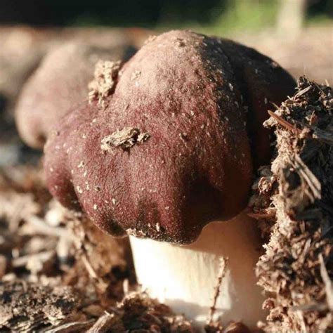 Planting Wine Cap Mushrooms In Fall