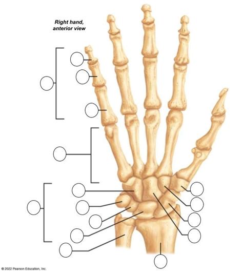 Appendicular Skeleton The Hand Diagram Quizlet