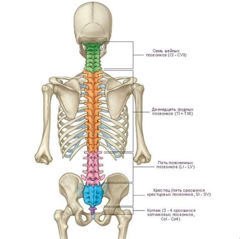 Спина строение человека Анатомия позвоночника и спины — БЛОГ О