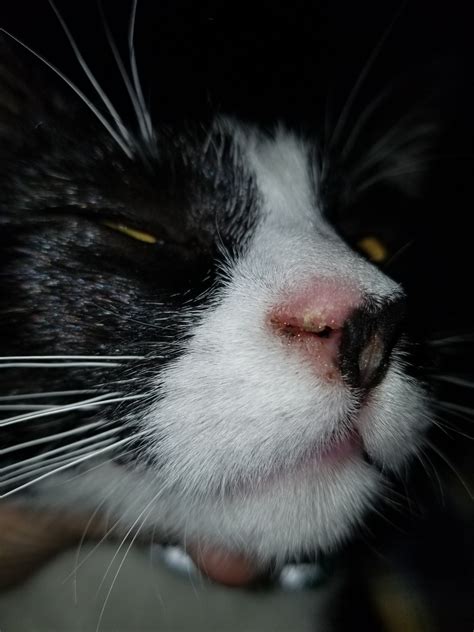 My Cats Nose Is Very Dry Cat Meme Stock Pictures And Photos