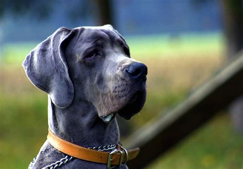 Great Dane Profile A New Owners Guide To These Gentle Giants The