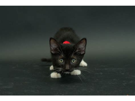 Merveilleux Chats Noirs D Couvrez Photos Magnifiques Black Cat