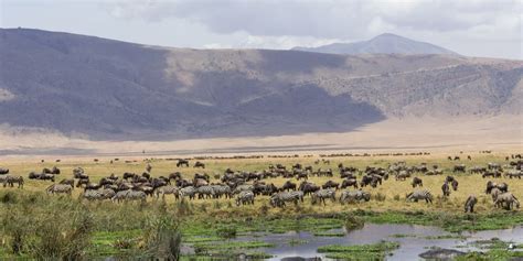 3 Days Ngorongoro Crater Safari Package Amazing Memories Safaris