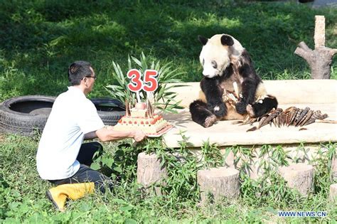 Panda Xinxings 35th Birthday Celebrated At Chongqing Zoo Xinhua