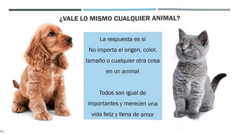 Adopta No Compres Mascotas Youtube