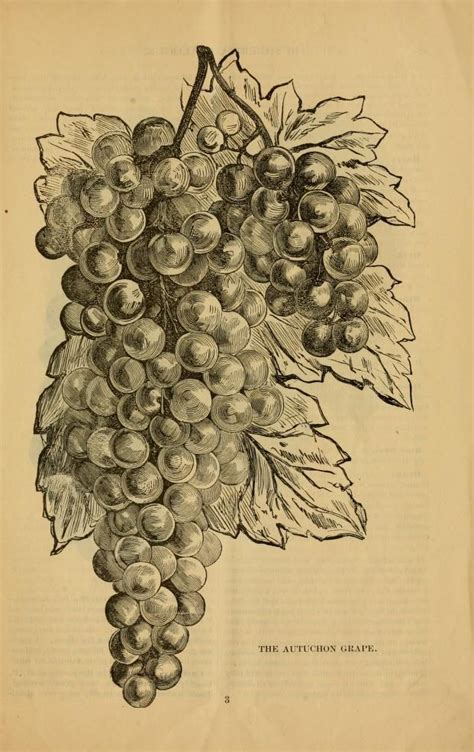 Illustrated Descriptive Catalogue Of Grape Vine Grape Vines
